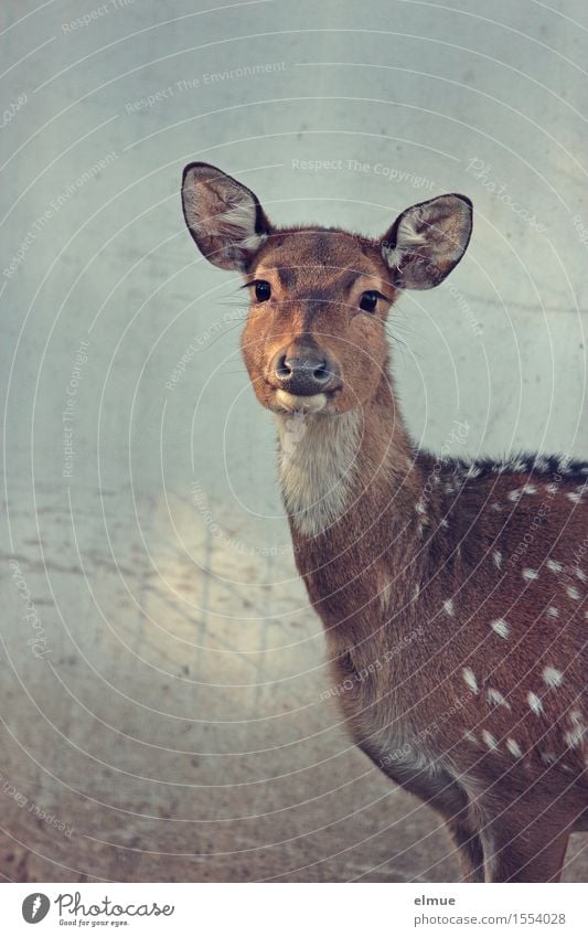 rehbraune Augen Axishirsche Axishirschkuh Hirschkuh Bambi beobachten Kommunizieren Blick stehen elegant schön natürlich Neugier Vertrauen Geborgenheit Sympathie