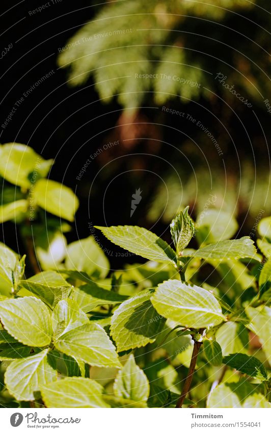 Hoffnungsvolles Grün. Natur Pflanze Baum Blatt Grünpflanze Garten Wachstum natürlich grün schwarz Farbfoto Außenaufnahme Tag Licht Schatten Kontrast