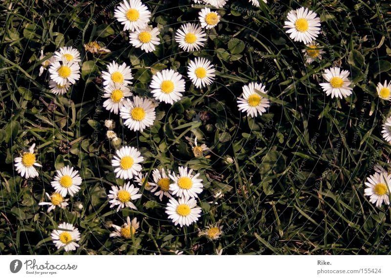 Tritt uns nicht. Blume Wiese Pflanze Gänseblümchen Natur Umwelt grün Sommer Frühling Rasen Gras sommerlich schön Freude