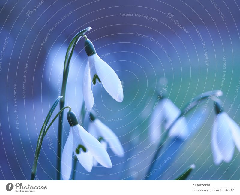 Frühling! Natur Pflanze Schönes Wetter Baum Schneeglöckchen sportlich Freundlichkeit Fröhlichkeit frisch natürlich schön blau weiß Farbfoto mehrfarbig