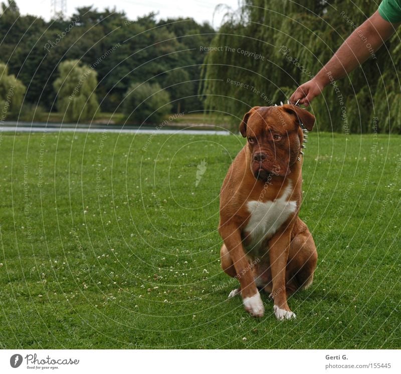 Wer ist hier der BOSS? Hund Dogge Wiese Halsband widersetzen Hand Baum See Gras stur Säugetier bordeauxdogge stachelhalsband festhalten Arme Weide Hundehalsband