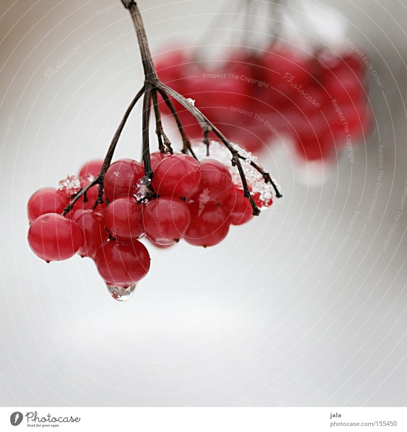 Rote Beeren rot Winter Schnee Eis Natur Frucht Vogelbeeren Zweig kalt Park