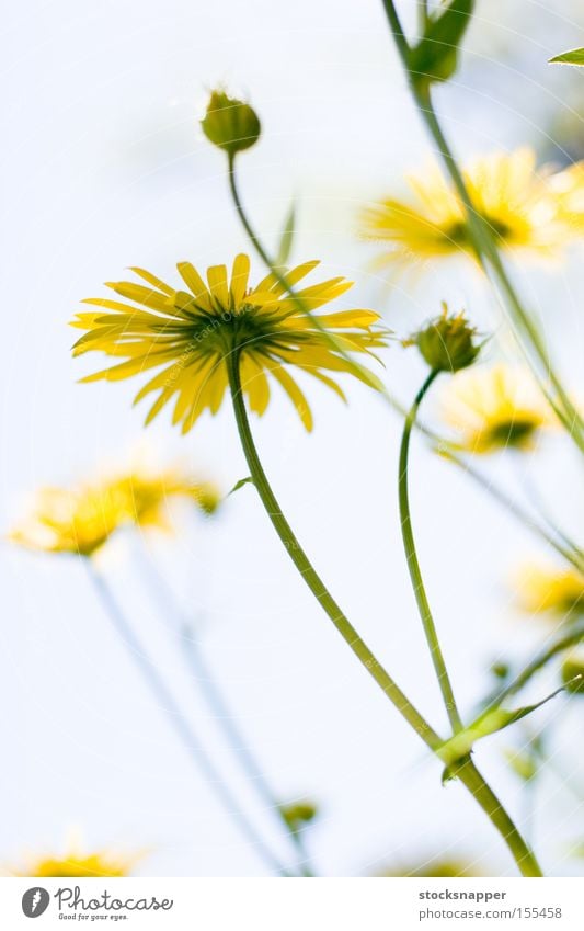 Blumen Flora Himmel gelb unten Leoparden Fluch Blumen Sommer Blütezeit Natur