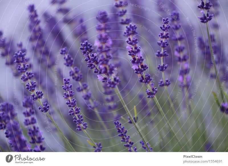 Lavendel Kräuter & Gewürze Lifestyle schön Körperpflege Kosmetik Alternativmedizin Wellness Meditation Duft Tourismus Sommer wandern Landwirtschaft