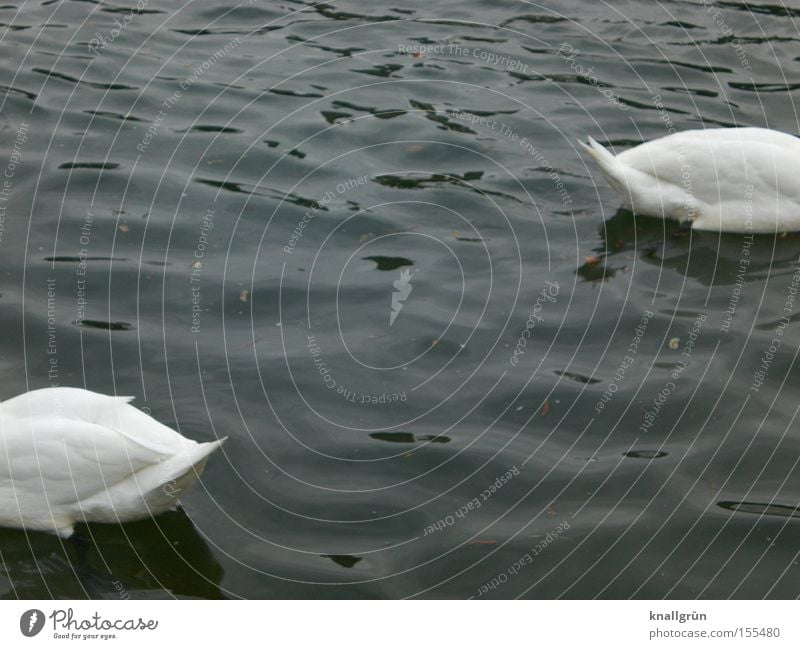 Ab jetzt gehen wir getrennte Wege! Schwan 2 Wasser Tier Federvieh weiß blau kopflos Vogel Vergänglichkeit Im Wasser treiben Schwimmen & Baden