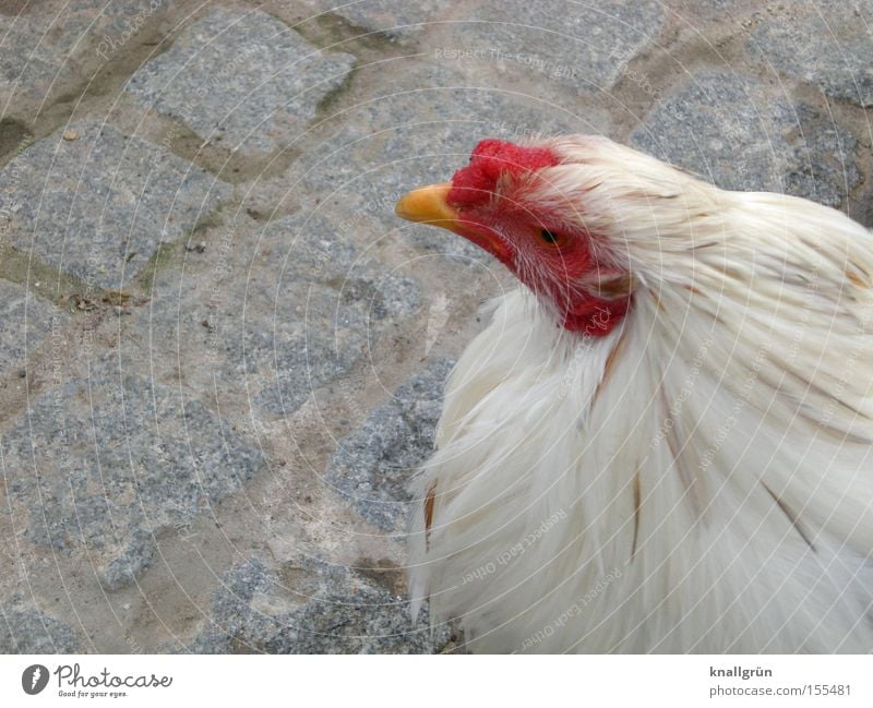 Freilandhuhn Haushuhn Federvieh Tier Vogel weiß rot Blick Kopfsteinpflaster Pflastersteine sitzen Ferdern