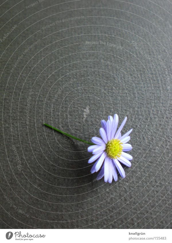 Schön Blume Gänseblümchen Pflanze grau Stengel Natur schön Vergänglichkeit Lila Gänseblümchen