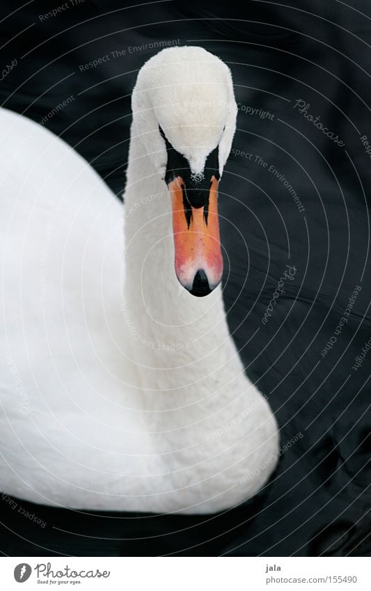 liebesvogel #2 Schwan elegant Tier Schnabel Hals Vogel Feder weiß schön ästhetisch Stolz Kopf Wasser