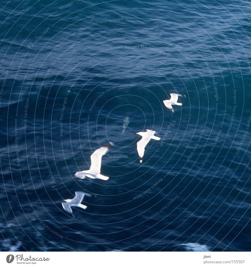 Formationsmöven Meer Ferien & Urlaub & Reisen Wasser Wellen Erholung Wasserfahrzeug Segeln Linie Vogel Strand Küste Möve bootfahren Bootsfahrt Wasservogel