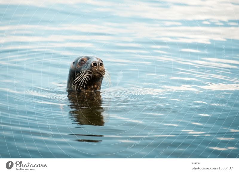 Watt? Meer Wellen Umwelt Natur Tier Wasser Wildtier Tiergesicht 1 Schwimmen & Baden beobachten authentisch lustig Neugier niedlich wild blau achtsam Wachsamkeit