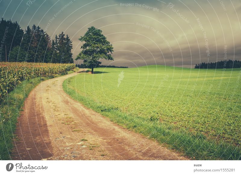 Fußmarsch Freizeit & Hobby wandern Landwirtschaft Forstwirtschaft Umwelt Natur Landschaft Pflanze Erde Himmel Herbst Wetter Baum Wiese Feld Wald Wege & Pfade