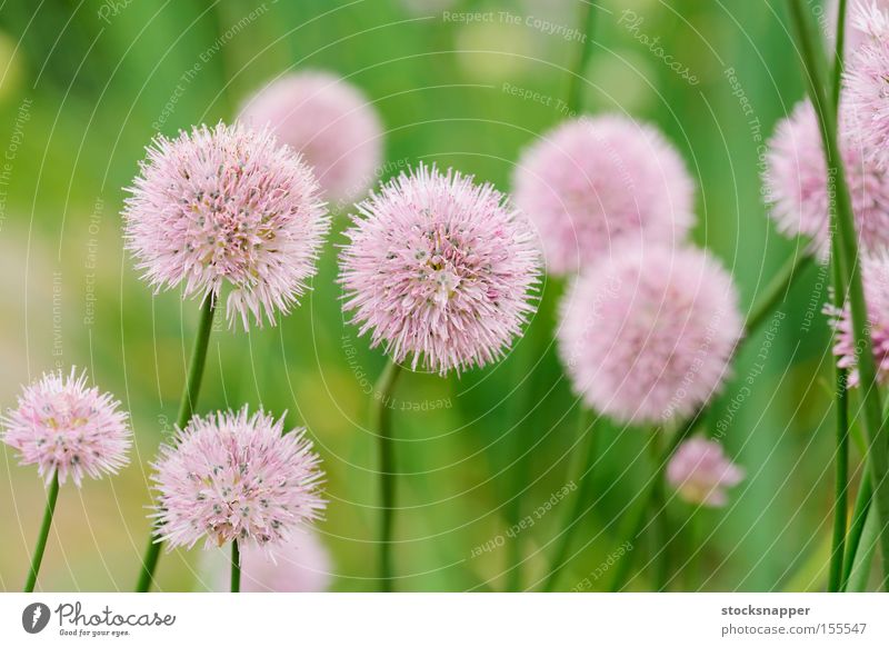 Schnittlauch Gemüse Bärlauch Blühend Blume Lebensmittel Kräuter & Gewürze krautig Zwiebel perennal Pflanze Schoenoprasum