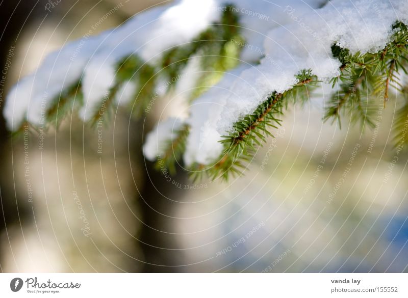 Bedeckt Schnee Tanne Weihnachtsbaum Baum Natur Detailaufnahme Winter kalt Dezember Januar Eis