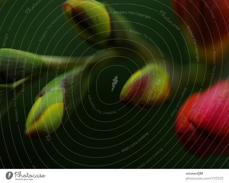 Birth and Rebirth. Blume Geburt Pflanze Konzentration Natur Leben Schaffung grün frisch Beginn Blütenknospen Blattknospe Erholung dezent Detailaufnahme