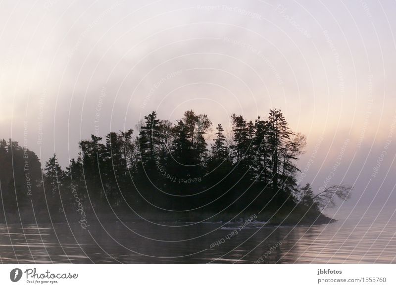 Morgennebelromantik Umwelt Natur Landschaft Urelemente Wasser Himmel Sonnenaufgang Sonnenuntergang Frühling Klima Schönes Wetter Nebel Pflanze Baum Meer