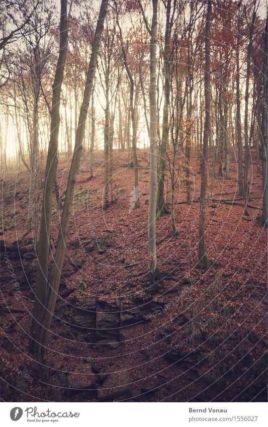 Margarethe Umwelt Natur Landschaft Pflanze Baum Felsen Berge u. Gebirge Schlucht Gefühle leuchten steil hoch tief Blatt herb Herbst margarethenschlucht