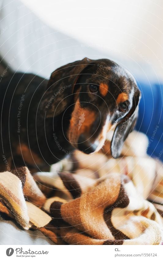 carlson Häusliches Leben Wohnung Sofa Tier Haustier Hund Tiergesicht Dackel 1 Decke niedlich Tierliebe Farbfoto Innenaufnahme Menschenleer Textfreiraum oben Tag