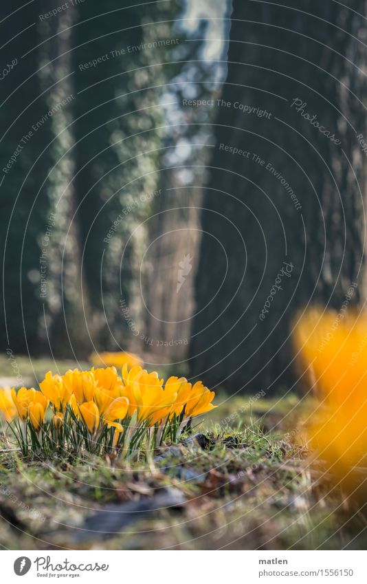 kro.kuss Natur Pflanze Frühling Schönes Wetter Baum Gras Efeu Blatt Blüte Park Wiese Blühend Wachstum frisch braun gelb grün Krokusse Farbfoto Außenaufnahme