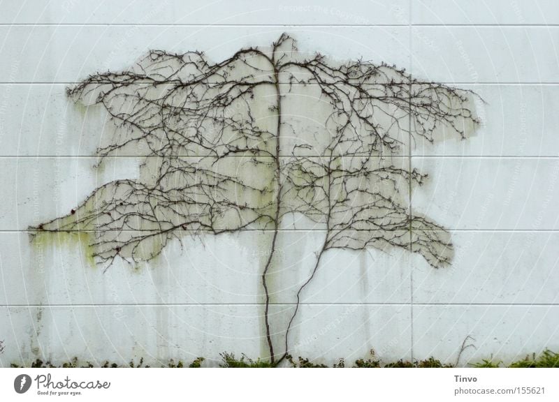 Ohne Stamm-Baum Kletterpflanzen Weinranken Wand verzweigt kahl Einsamkeit trist Wurzel Furche Winter Wüste Silhouette Tod Traurigkeit