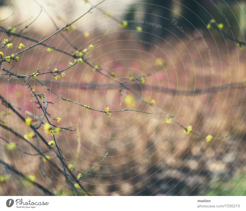 Kornellkirsche Natur Pflanze Frühling Baum Gras Sträucher Park Menschenleer Blühend braun gelb grün rosa Ast Zweig Farbfoto Gedeckte Farben Außenaufnahme