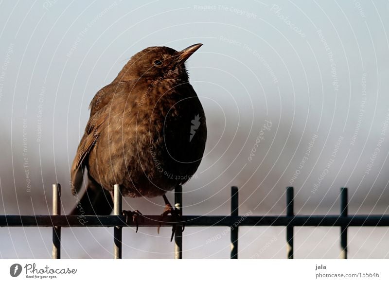 Kommt ein Vogerl geflogen... Amsel Drossel Vogel Natur Tier dunkelbraun Wildvogel Garten Zaun Winter Singvögel