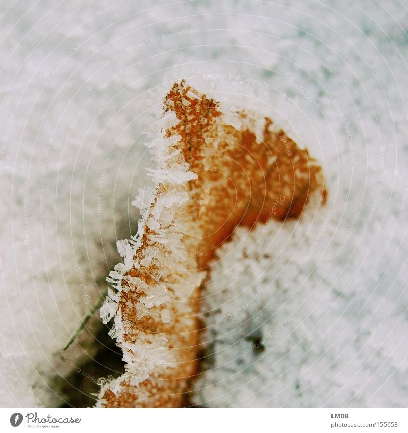 Eingefroren Eiskristall Blatt eingeschlossen gefangen Frost kalt Winter rot weiß Buche eingefrohren Schnee