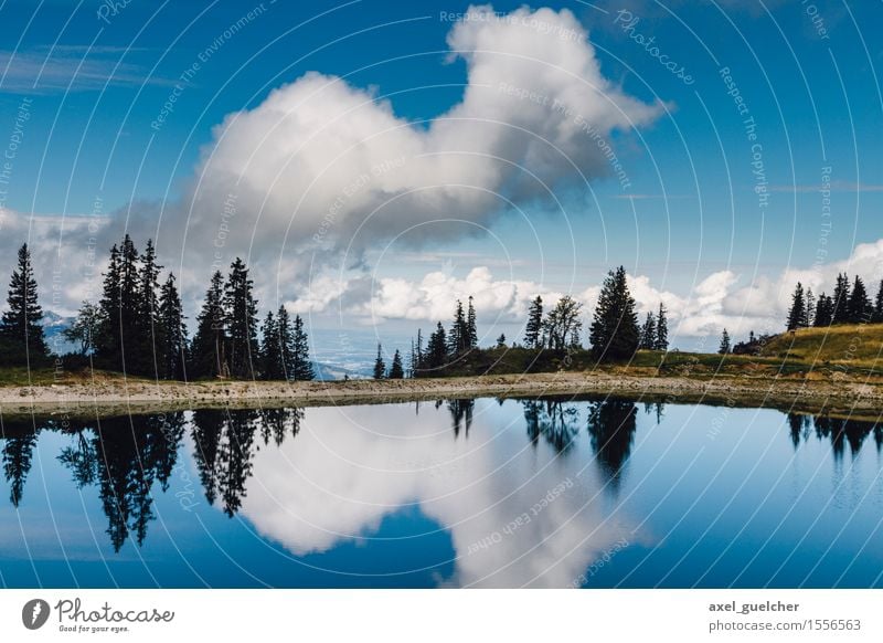 So Blue Natur Landschaft Wasser Himmel Wolken Sommer Schönes Wetter Baum Seeufer Freude Glück Zufriedenheit Lebensfreude Optimismus Kraft Willensstärke Hoffnung