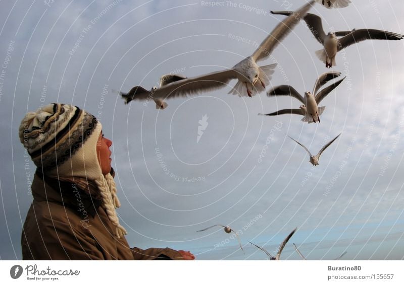 Und plötzlich waren Sie so nah ! Frau Mütze Winter kalt Möwe Sturzflug Angriff Kontakt Angst Himmel Freiheit elegant Vogel Luftverkehr