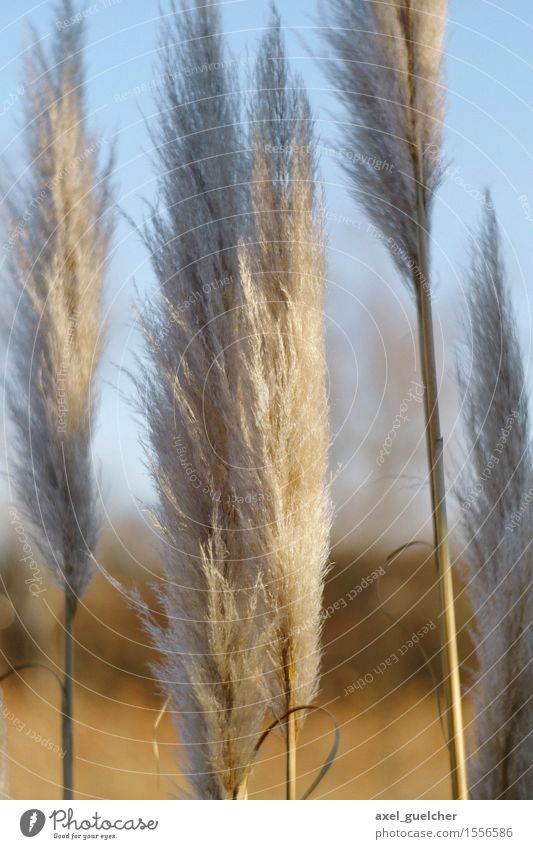 Soft Touch Natur Pflanze Winter Schönes Wetter Gras Moor Sumpf Teich ästhetisch schön weich gold weiß Schilfrohr Unschärfe Farbfoto Außenaufnahme Tag