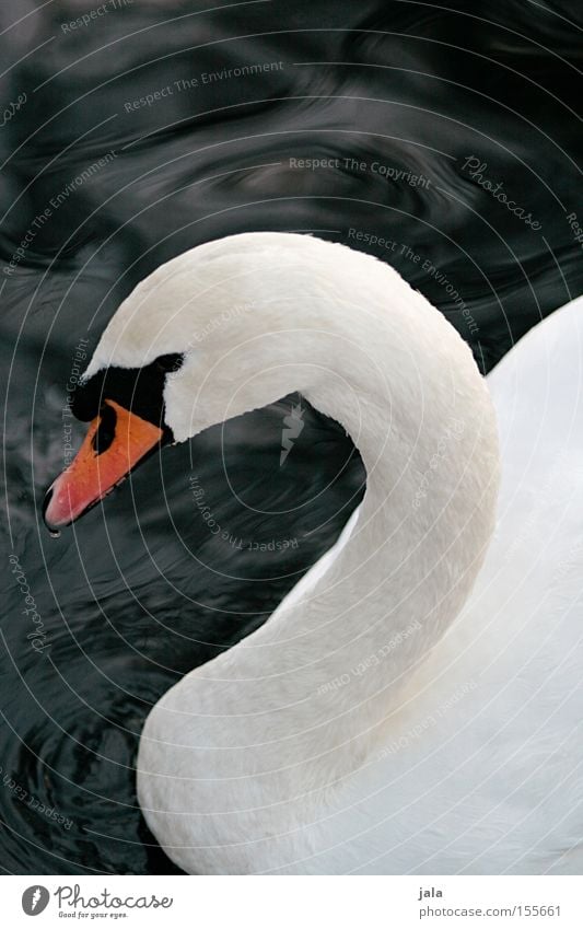 liebesvogel #3 Schwan elegant Tier Schnabel Hals Vogel Feder weiß schön ästhetisch Stolz Kopf Wasser