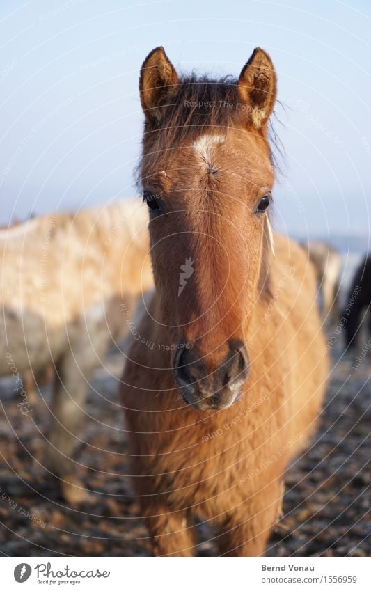 pferdle Feld Tier Pferd Tierjunges Gefühle authentisch braun Fell Ohr Blick direkt Neugier Fohlen niedlich schön Nüstern begegnen kuschlig weich Freundlichkeit