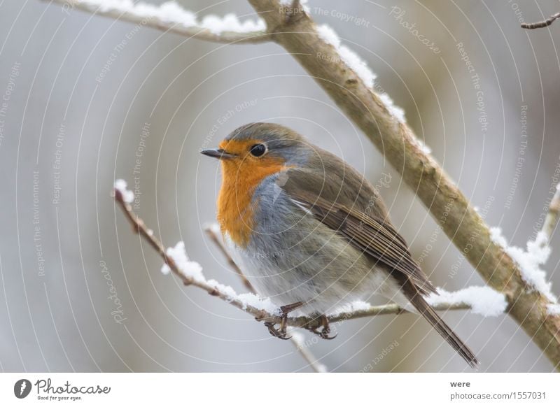 Rotkehlchen Natur Pflanze Tier Wald Vogel Umweltschutz Biotop Erithacus Federn Fliegen Flügel Singvogel Tierschutz animals rubecula Farbfoto Außenaufnahme