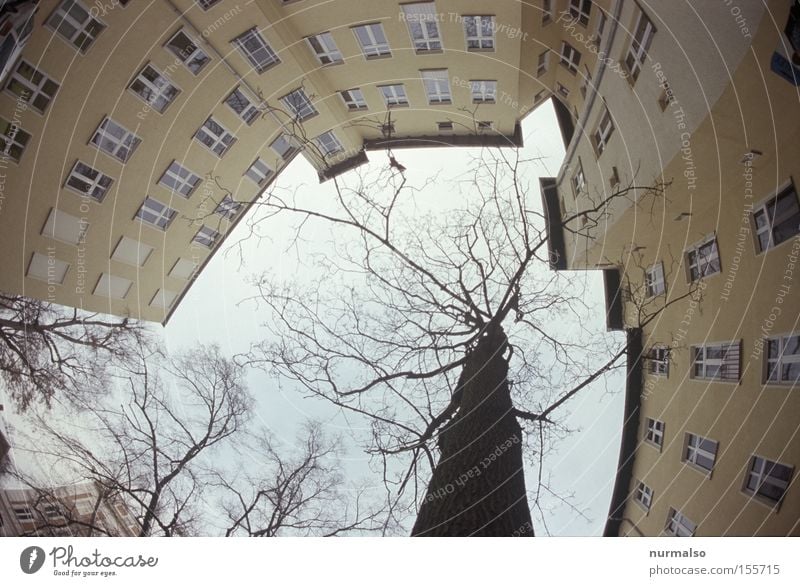 ich schaue auf Hof Stadthaus Fenster Baum Berlin Potsdam Mieter Himmel Hinterhof Winter kalt abweisend Ecke Treppe