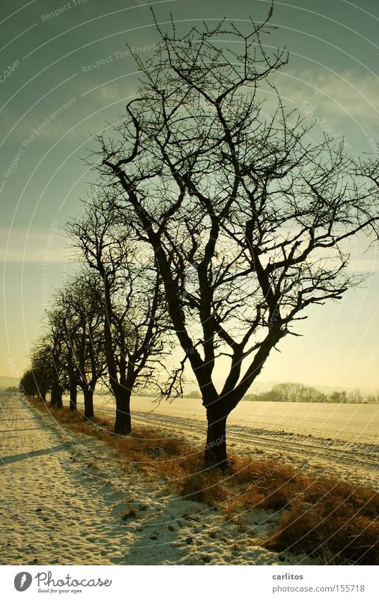 Bitte hinten anstellen ...... aufgereiht Ordnung Baum Winter skurril Silhouette Gegenlicht Ferne Winterspaziergang typisch deutsch Schnee Ruhe und Entspannung