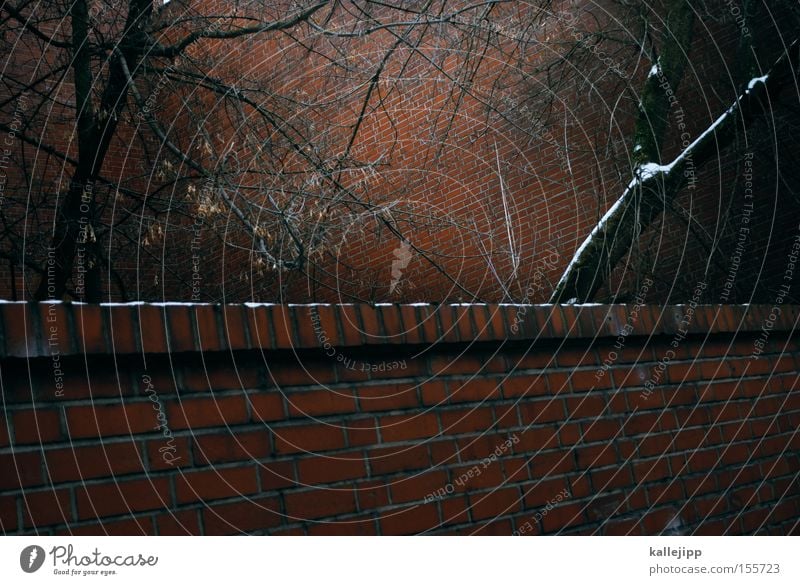 nachbarsgarten Mauer Baum Ast Zweig Nachbar Backstein Schnee Hof Fuge Justizvollzugsanstalt Barriere gefangen Natur Angst abgeschirmt abschirmen