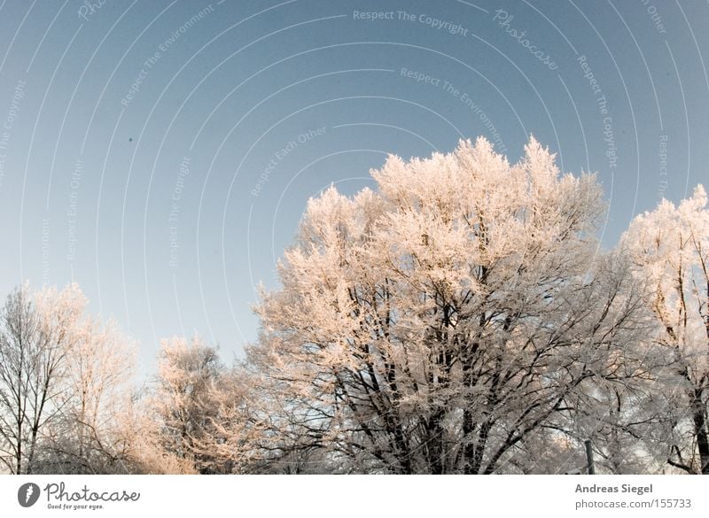 Kalt DDraußen Winter Schnee Eis kalt Baum weiß Himmel blau Dresden Raureif Frost