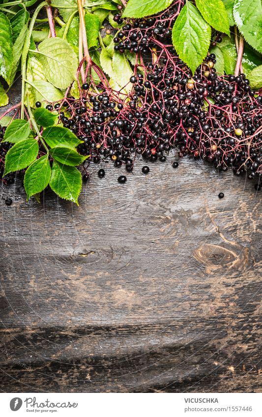 Reife Holunderbeeren auf Zweige mit Blättern Lebensmittel Frucht Ernährung Bioprodukte Stil Alternativmedizin Gesunde Ernährung Sommer Garten Tisch Natur