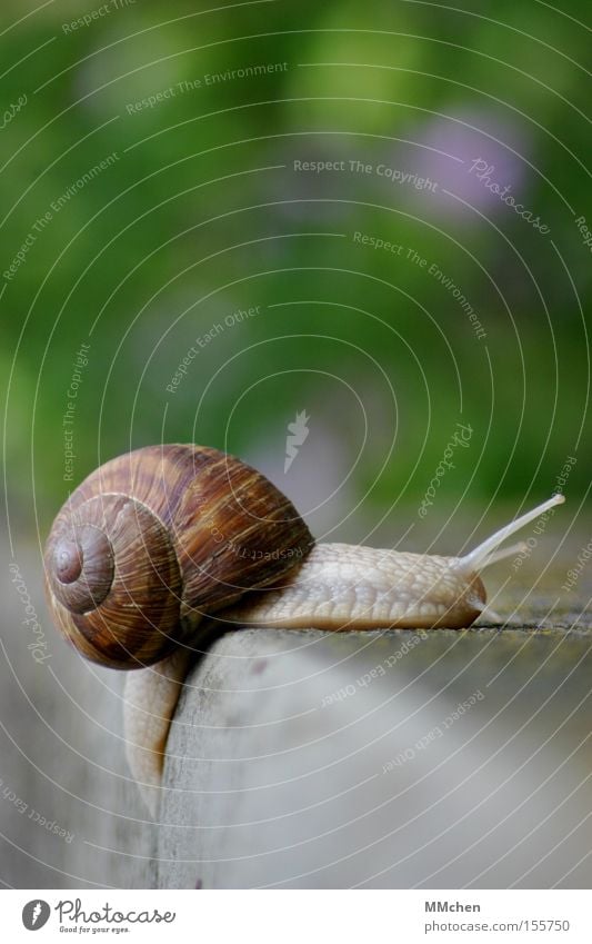 In der Ruhe liegt die Kraft Schnecke Schneckenhaus Fühler Schleim schleimig mehrfarbig grün Stein Treppe Steintreppe Am Rand langsam Sommer ohne Hetze