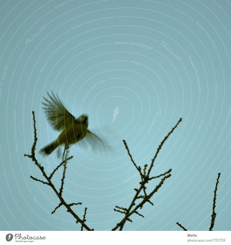 Meisenwinter-Abflug Umwelt Natur Pflanze Zweige u. Äste Tier Vogel Flügel Kohlmeise 1 fliegen frei klein natürlich blau Abheben ausbreiten Geäst Farbfoto