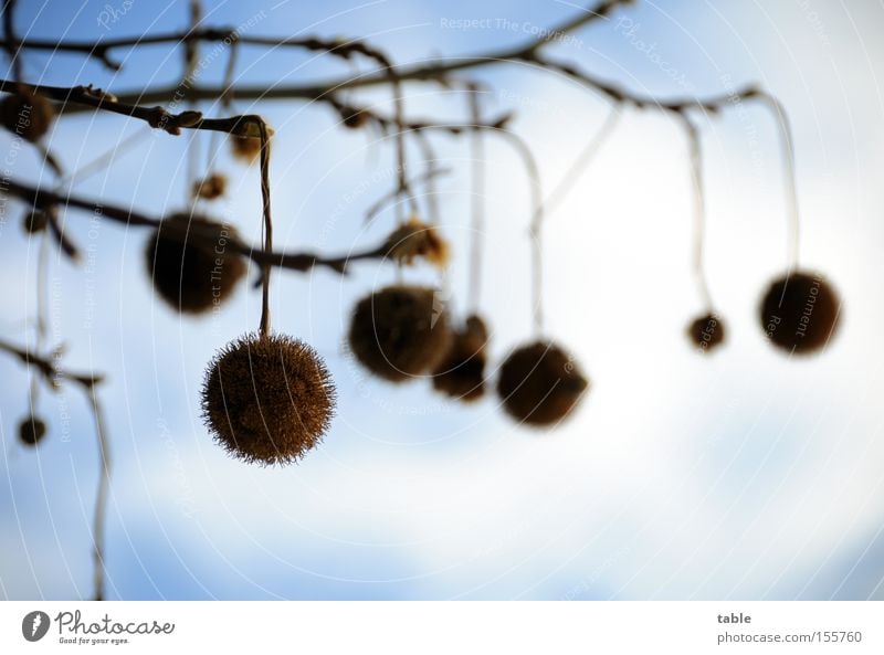 Kugelbaumkugeln Laubbaum Samen Ast Zweig hängen Himmel Wolken Winter blau weiß Platane ahornblättrige Platane Platanengewächse Parkbaum Strassenbaum