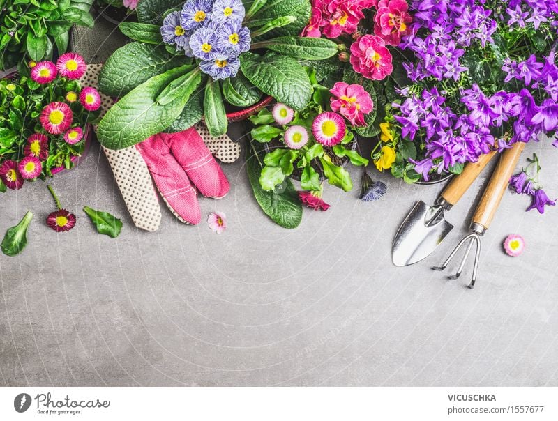 Blumentöpfe mit Gartengeräte und Handschue Stil Design Sommer Häusliches Leben Wohnung Dekoration & Verzierung Tisch Natur Pflanze Frühling Herbst Blatt Blüte