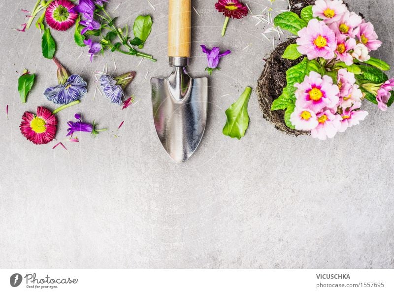 Gartenarbeit mit Blumen und Schaufel Stil Design Freizeit & Hobby Sommer Tisch Natur Pflanze Blatt Blüte Blühend gelb Topfpflanze Pflanzenteile Beton