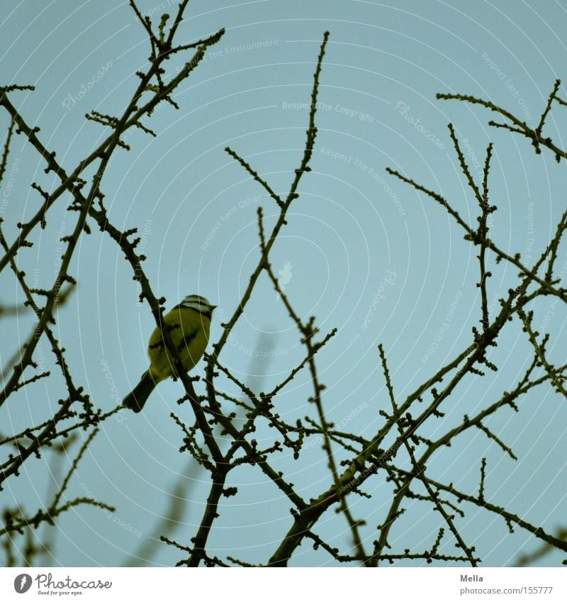 Meisenwinter - Sitzenbleiber Umwelt Natur Pflanze Baum Zweige u. Äste Tier Vogel Kohlmeise 1 hocken sitzen klein natürlich blau Geäst Baumkrone Farbfoto