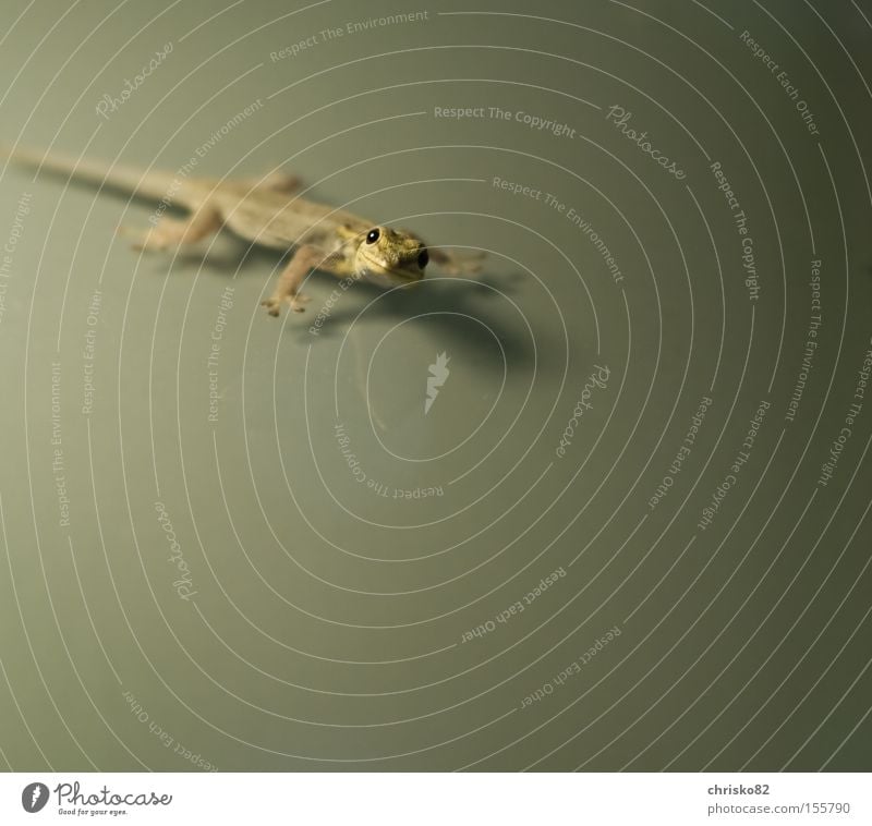 smiling gecko Echsen Gecko Reptil Echte Eidechsen Klettern krabbeln Freundlichkeit Frieden Neugier lachen Maserung Schuppen grün Asien Schuppenkriechtiere