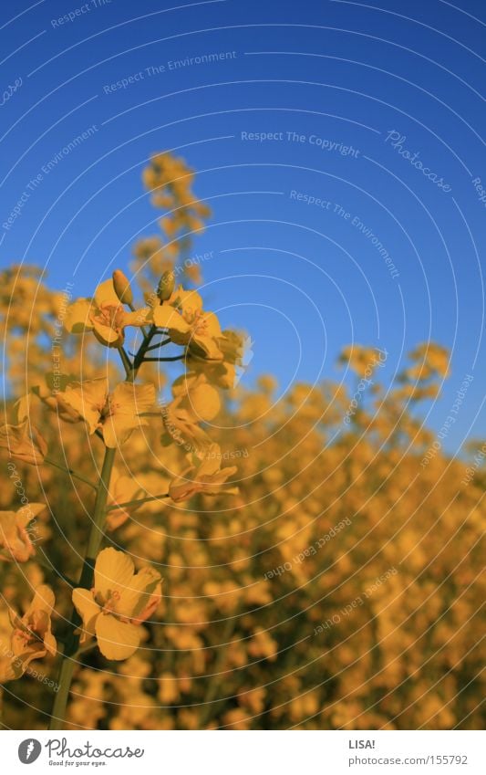 ich möchte sommer. Farbfoto Sommer Pflanze Wärme Blume Feld Blühend blau gelb grün Raps Rapsfeld