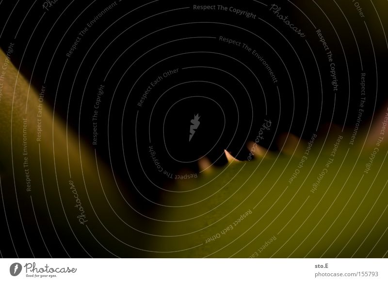 spitz Pflanze Agave Sukkulenten grün Stachel Aloe Dorn Kosmetik Heilpflanzen Unschärfe Strukturen & Formen Makroaufnahme Nahaufnahme Wüste saftreich