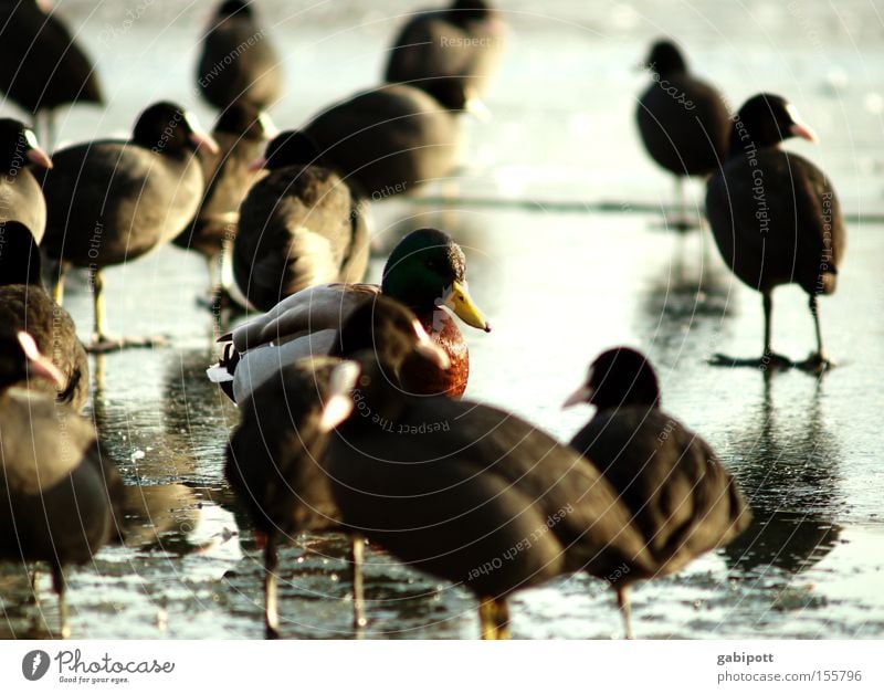 fremd ist der fremde nur in der fremde Farbfoto Außenaufnahme Sonnenlicht Schwache Tiefenschärfe Natur Tier Winter Eis Frost See Vogel Ente Erpel Blässhuhn