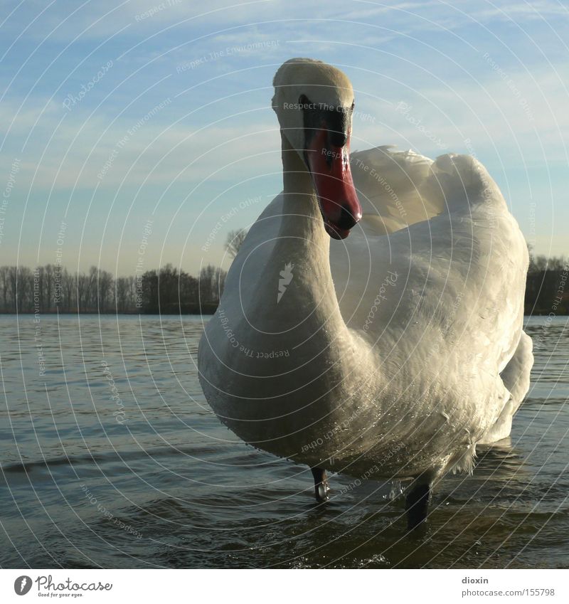 the bird is the word Schwan Vogel Wasser See Teich Wellen Entenvögel Schnabel Feder Flügel Hals Wolken Abendsonne Aggression Defensive Angriff Feindschaft