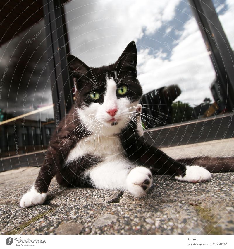 Stray Cat Häusliches Leben Fenster Veranda Fliesen u. Kacheln Tier Haustier Katze 1 beobachten hocken Blick sitzen warten frech selbstbewußt Willensstärke Mut