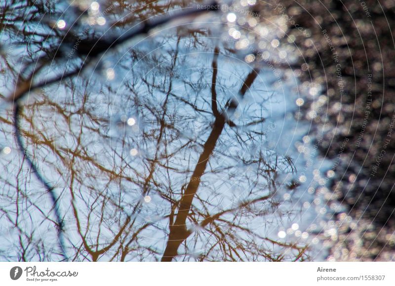 wieder mal nur auf den Boden geschaut Natur Erde Wasser Himmel Klima Wetter Schönes Wetter Baum Ast Pfütze glänzend ästhetisch Flüssigkeit Freundlichkeit nass